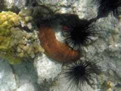 Harlequin Sea Cucumber